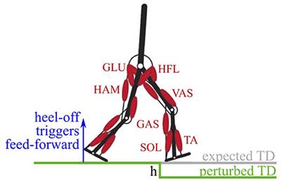 The Benefit of Combining Neuronal Feedback and Feed-Forward Control for Robustness in Step Down Perturbations of Simulated Human Walking Depends on the Muscle Function